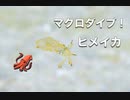 エビ・カニマクロの世界！沖縄ダイビング