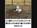 [吹いたらおやすみ]ボケて 傑作おもしろ画像集 Part 7 [腹筋崩壊]