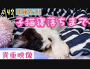 保護した子猫が寝落ちするまで 寝落ちまでの過程貴重映像 寝る前に観ると癒されます Healing video until the kitten falls asleep
