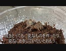 [プイプイ！！]タランチュラ飼育日記その９１[うっせぇわ]
