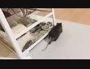 デグーのへやんぽエリアにジョイントマット敷いてみた　I put Matt in the place where Degu took a walk.