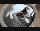 ひとくちねこ動画　キジトラと三毛の子猫時代