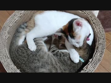ひとくちねこ動画　キジトラと三毛の子猫時代