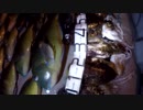 【魚突き】奄美大島 マクブ コウイカ 2020年4月20日