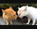 猫のケンカが鼻が当たる位顔を近づけてて笑える