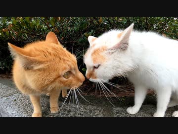 猫のケンカが鼻が当たる位顔を近づけてて笑える