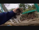 柵の中から猫パンチしてきた野良猫がいつの間にか大胆に甘える野良猫になってしまった