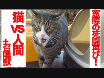 お正月の死闘！通りすがりの猫VS人間(+召喚獣)リベンジ