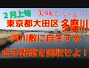 「多摩川」河川敷に自生する、白き野菜を回収せよ！