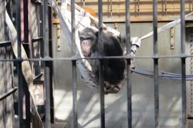 甲府チンパンジー！(遊亀公園附属動物園)