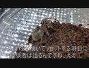 [中段チェリー]タランチュラ飼育日記その９２[なおタコ負け]