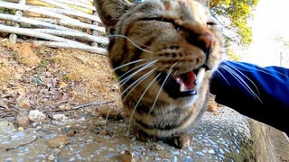 石垣の上にいた野良猫をナデナデしたらゴロゴロと懐いてきた