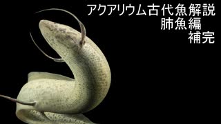 【ゆっくり解説】現生の古代魚解説　肺魚　補完編【アクアリウム】