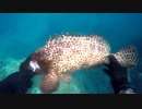 【魚突き】奄美大島 ネバリ ブダイ イシガキダイ 2020年4月23日