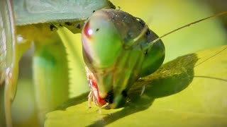 ある日の散歩中とかに出会った生き物（令和２年に撮影してたものの残りのうち，トリやネコ以外）