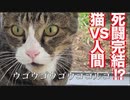 第248位：窓際の死闘！ウゴウゴウゴウゴゴルゴ