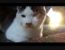 【ミニ動画( ¯꒳¯ )b】猫のお顔、アップ、アップ、アッ～プ！