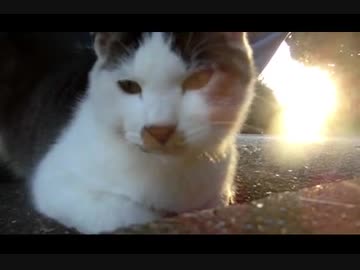 【ミニ動画( ¯꒳¯ )b】猫のお顔、アップ、アップ、アッ～プ！