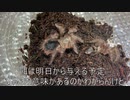 [貴重な脱皮]タランチュラ飼育日記その９３[うれしいよねぇ]