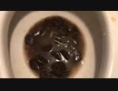 オレオのクッキーとキットカットをトイレに流してみた