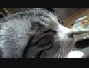 勘違いするアルフィノ　＃215