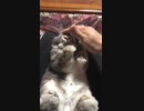 ラビ君⑦