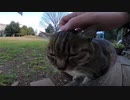 地方のカフェに住む看板猫店長に直撃してモフらせてもらいましたｗ
