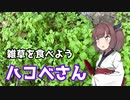 【思い切って野草を食べてみよう】#3 ハコベさん！
