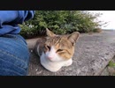 防波堤の近くに1人でいた野良猫をナデナデすると喜んで膝の上に乗ってきた