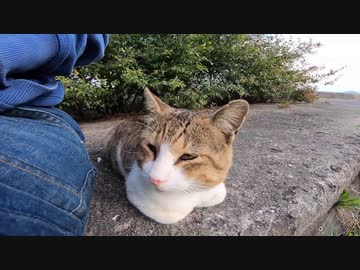 防波堤の近くに1人でいた野良猫をナデナデすると喜んで膝の上に乗ってきた