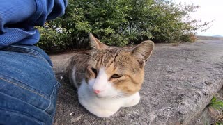 防波堤の近くに1人でいた野良猫をナデナデすると喜んで膝の上に乗ってきた