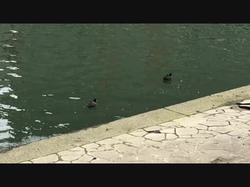【野鳥】土佐堀川のオオバン