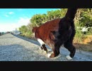 ある日の桜島（その２５２）＜鴨池港周辺の紹介動画っぽくなったウォーキングの模様と桜島＞