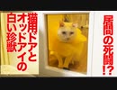 オッドアイの白い珍獣、猫用ドアと死闘を演じる