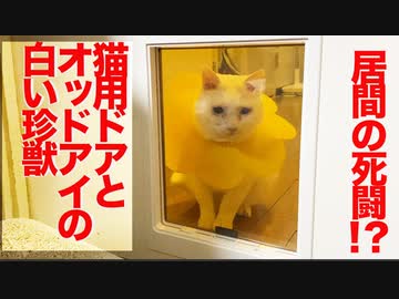 オッドアイの白い珍獣、猫用ドアと死闘を演じる