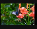 Nikon 色合わせ和のテイスト　にこにこ版