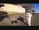 ちょっと目つきの悪い野良猫がカメラのモフモフめがけて猫パンチしてきた