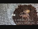 [ボーイミーツガール]タランチュラ飼育日記その９４[出会いは突然]