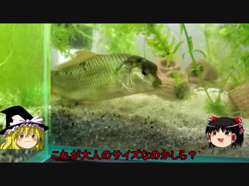 【アクアリウム】手入れ不要なメダカ水槽を目指して。第13話「冬の間の出来事」【ゆっくり】