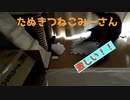 今日も激しく遊ぶみーさん