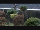 冬の雨の音20210215