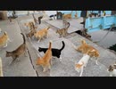 【猫島】昼便で来た人に着いていく猫の数が凄過ぎる!