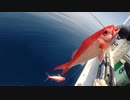 【深海釣り】奄美大島 ハマダイ チカメキントキ ハチビキ 2020年4月30日