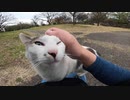 変わった模様の野良猫が猫語で訴えそして膝の上に乗ってきた