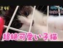 【子猫】朝起きて覗いてみたら天使が舞い降りていました【kitten】 I woke up in the morning and looked down, the angel was falling