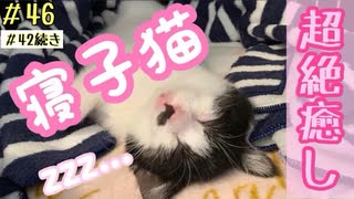 子猫の寝顔撮影してみたら可愛い過ぎて悶絶