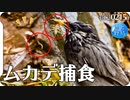 0215B【鳥がムカデを捕食】ムクドリとツグミが百足やゲジを食べる。魚を捕食する鳥3種カワセミ鷺鵜。雨天野鳥撮影。カイツブリ飛翔や奇形のエンジェルウイングカルガモ。#身近な生き物語 #ムカデ #野鳥