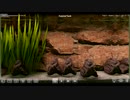 001『熱帯魚の飼育だ！だが英語なので全然わかんねぇぞ！(・∀・)』【ビオトープ(Biotope)】実況プレイ フルHD 高画質 STEAM PCゲーム