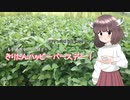 クソゲーハンターゆかりん#9　転生學園幻蒼録 part3