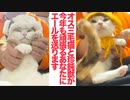 オッドアイの珍獣と美少年オス三毛猫、頑張るあなたにエールを送る
